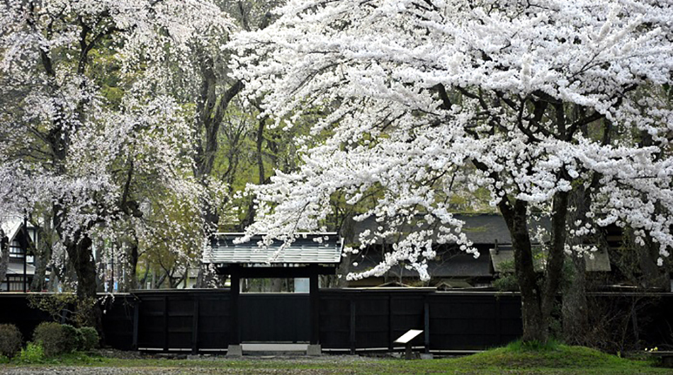 日本を旅しよう！<br>東北の春　角館の桜と乳頭温泉